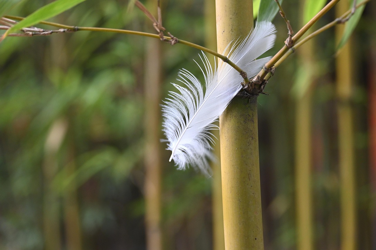 feather, bamboo forest, art, bamboo forest, bamboo forest, bamboo forest, bamboo forest, bamboo forest